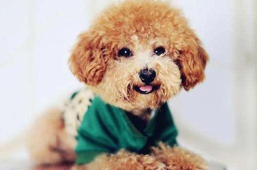 泰迪尾巴为什么要剪短，了解这些常识性问题