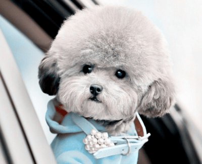 贵宾犬母的发情了怎么办？做好这些方面的工作