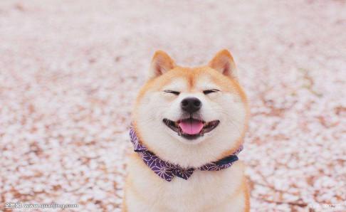 柴犬跟秋田犬的区别,光看外貌可不行