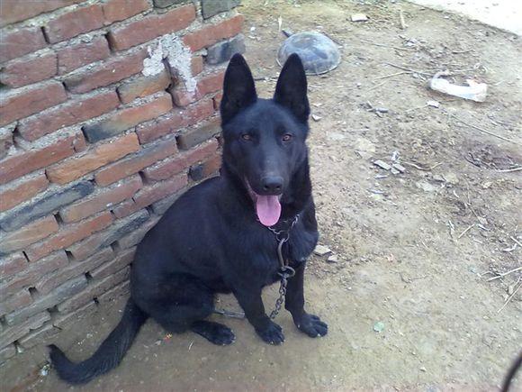 如何训练马犬叫?方法不当怎么努力都是徒劳