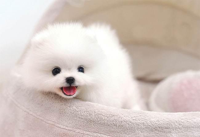 博美绝育后注意事项，这些方面的工作要做好