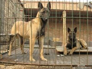 马犬细小如何医治？对症下药彻底根治