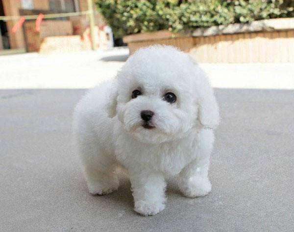 狗狗脱毛严重怎么办?找准原因及时送医