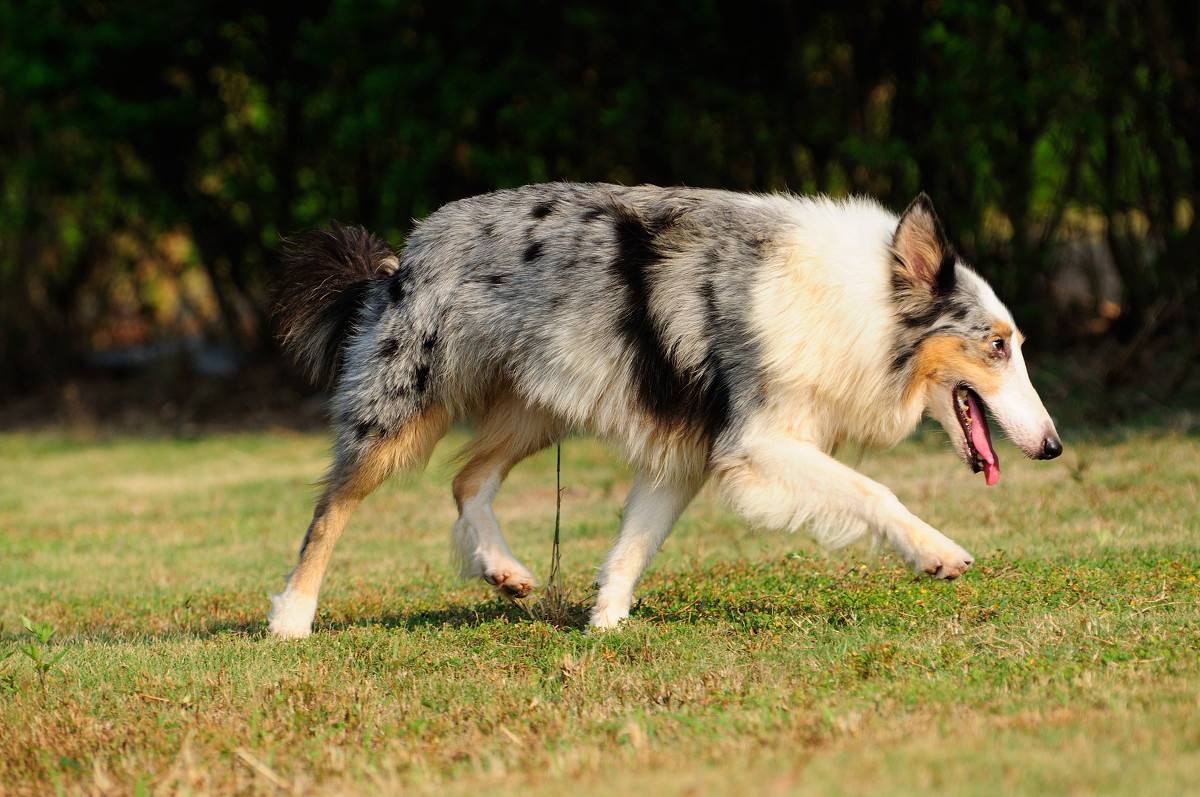 喜乐蒂为什么养的人少,看完此文你会饲养吗