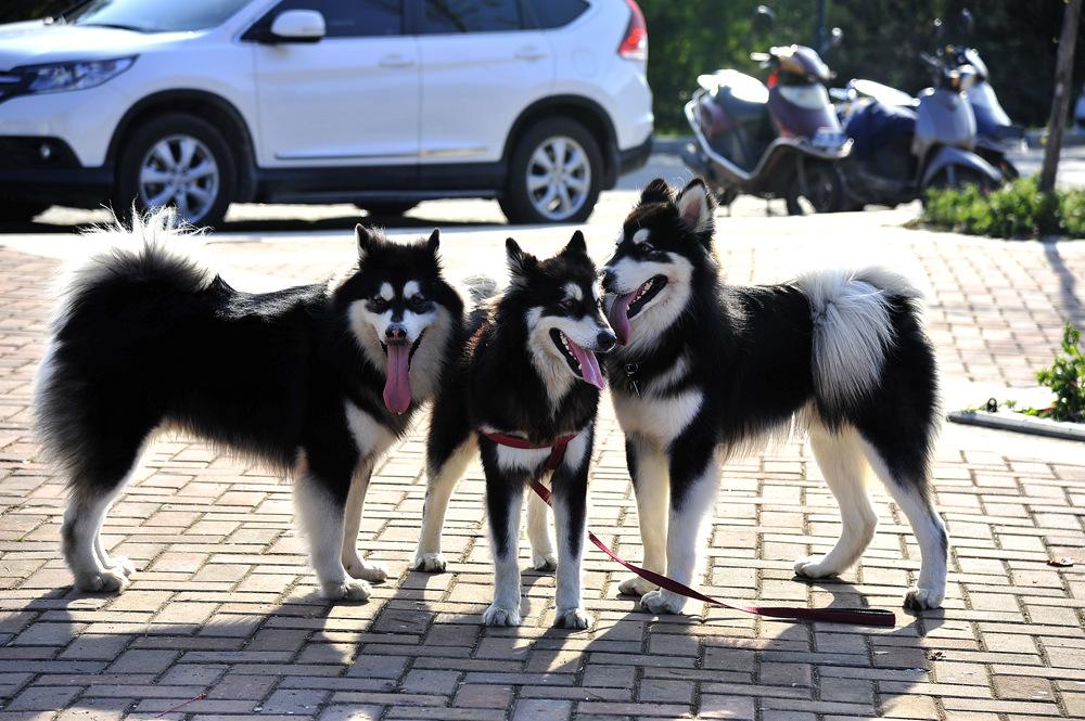 阿拉斯加犬怎么喂养,需根据犬龄喂养