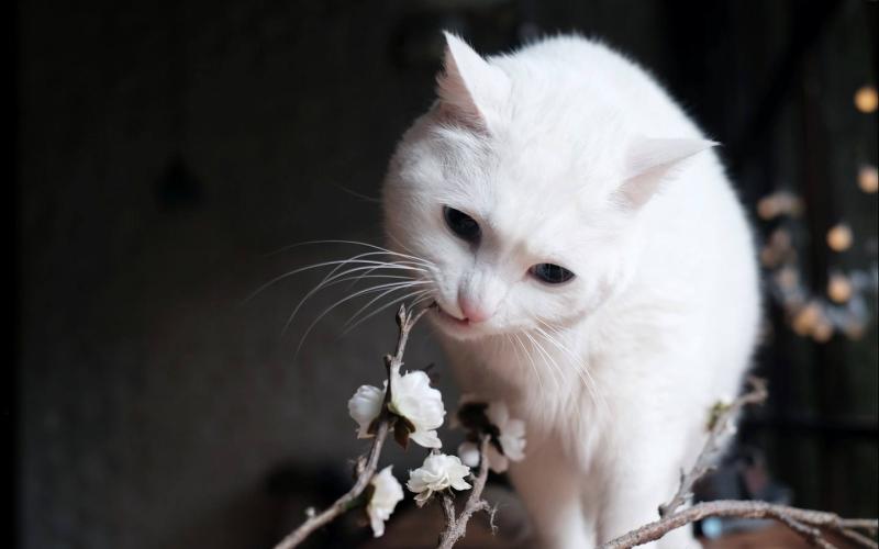 公猫尿血是怎么回事？谨慎小心点了