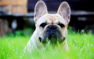 法国斗牛犬咬人吗?还真是要看情况