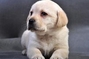 拉布拉多多大才能懂事?不光看年龄还要训练