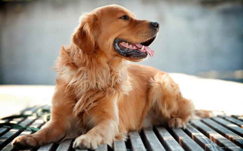 金毛是中型犬还是大型犬?这个问题显而易见