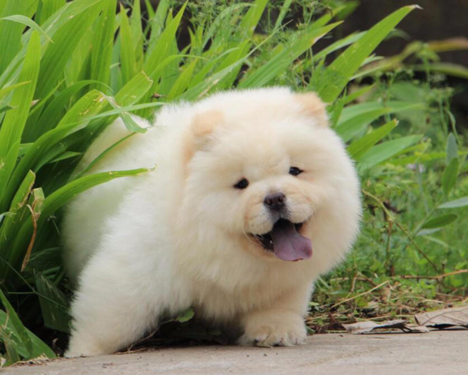 松狮犬能长多大,真相竟然是这样的