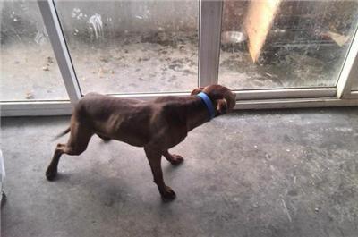 比特犬会咬人吗?可能你不了解它