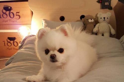 博美黑皮病怎么办?视情况可以送医了