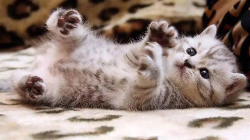 猫瘟怎么治疗?这些问题容不得半点马虎