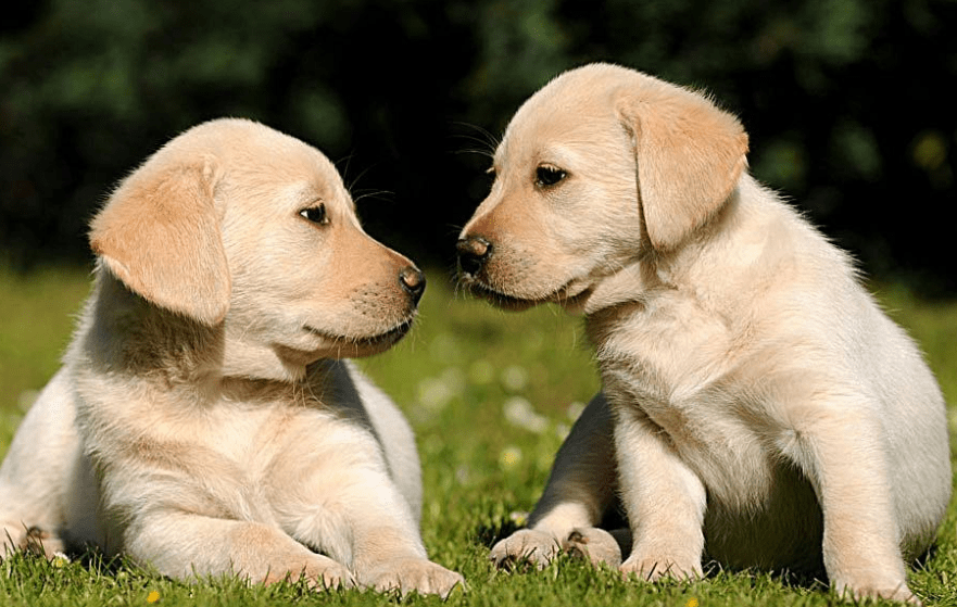 小狗的生活习性 来看看您都了解吗?