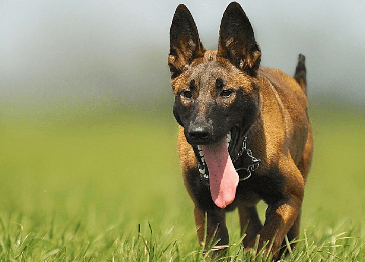 马犬看家护院怎么样?还是培养最重要