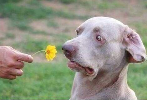 狗怕什么气味,是什么让它闻味丧胆?