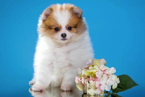 博美犬吃什么水果最好？以这个标准来选择