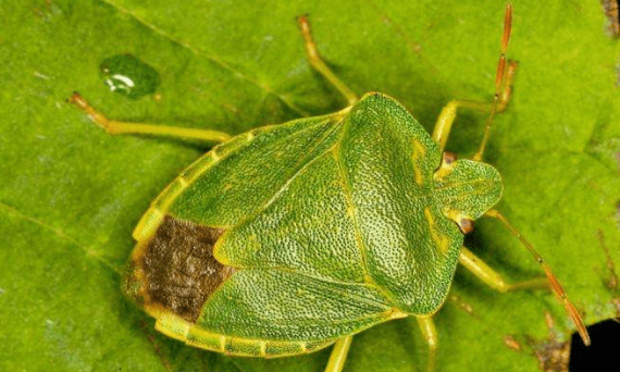 被臭虫咬了怎么办?千万不可病急乱操作