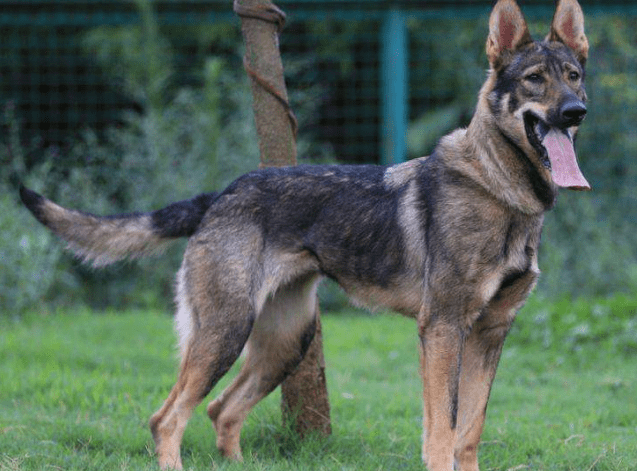 东德牧羊犬有什么缺点,这一点就足以!