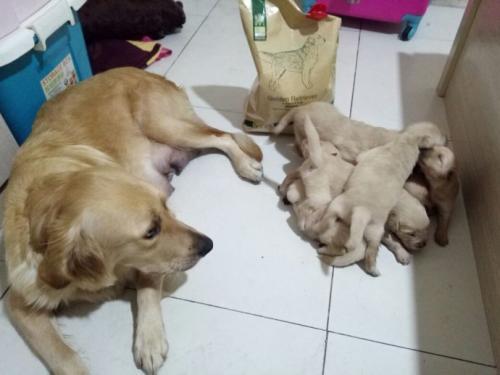 金毛第一胎能生几个?正常是这样的