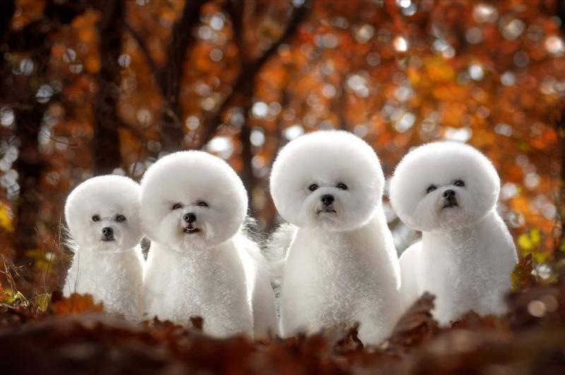 比熊犬贵宾犬哪个好看？这样来比较一下