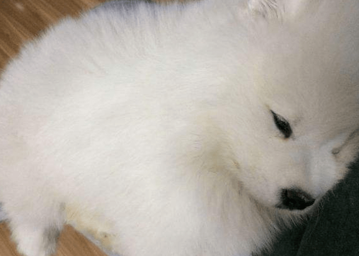 犬瘟症状前兆，出现这些情况要注意了