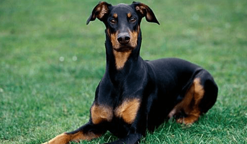 杜宾犬立耳要多久,这些小细节家长要注意