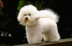 贵宾犬性格好吗?这个取决于后期的饲养