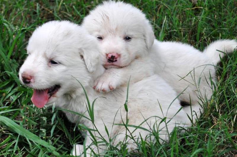 幼犬不吃狗粮怎么办？先找原因再想办法