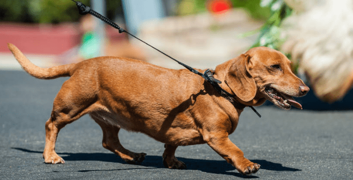 腊肠犬的优点和缺点,腊肠犬优缺点分析