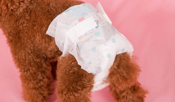 母狗会来月经吗 这些你都才知道吗?