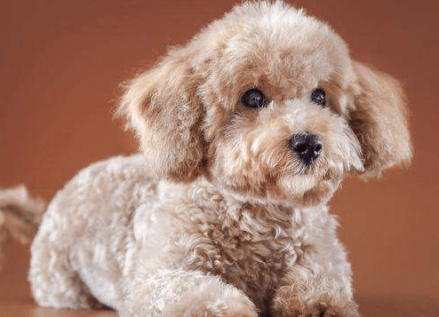 泰迪一天吃多少狗粮?饮食这件事要细心