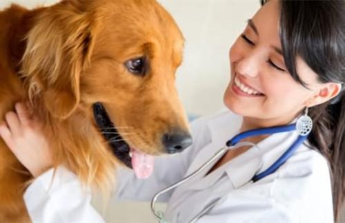 小狗拉肚子吃什么药?这些你都中招了吗?