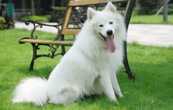 牧羊犬训练教程,先从最基本的开始