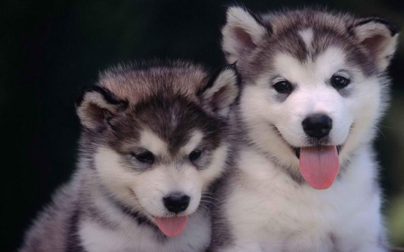 被宠物狗咬了怎么办?视情况来选择是否去医院