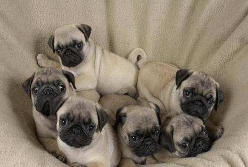 巴哥犬一胎能生几个? 这都是看缘分的呐