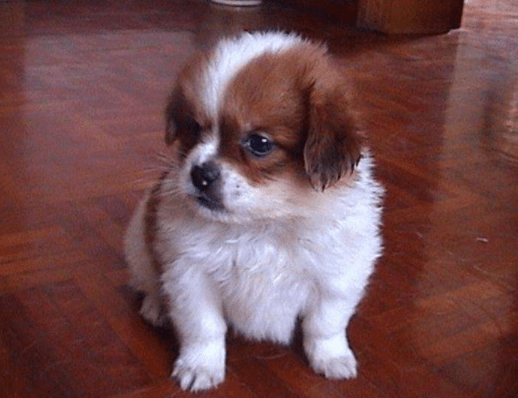 蝴蝶犬幼犬饲养方法,把握好这几点就行了