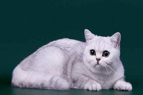 猫藓初期是什么样子的？通常会有这些反应