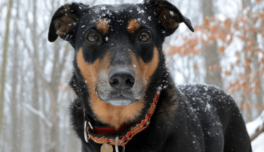 杜宾犬怎么训练?这几种方法可以尝试
