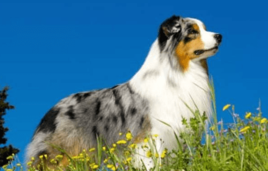 边境牧羊犬喜欢咬人怎么办?一定要加强教育