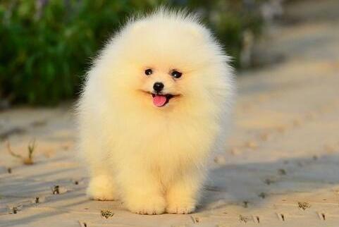 博美爱咬人怎么办?那就得好好训练管教一下