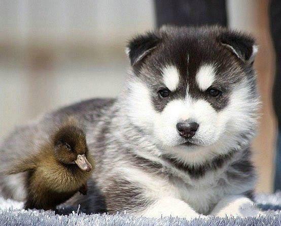 哈士奇阿拉斯加哪个好？我们来全面对比下