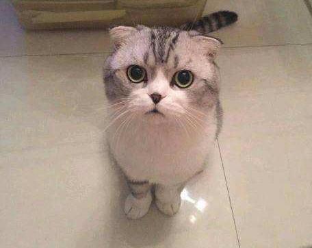养公猫好还是母猫好?看个人喜好吧
