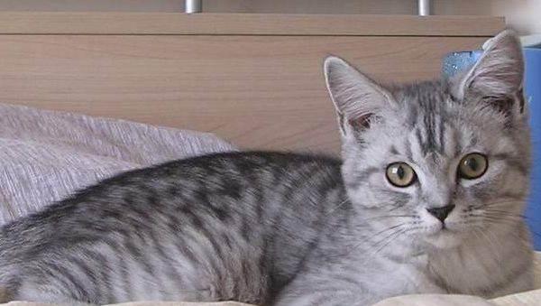 狸花猫和虎斑猫的区别?这些都算是区别