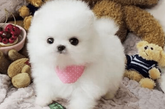 博美茶杯犬的寿命，正常情况下就是这样的