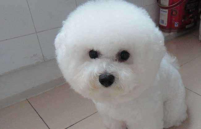 比熊怎么训练?合适的方法事半功倍