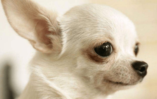 盘点那些长不大的宠物狗,这些品种你造吗?