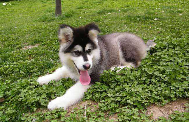 阿拉斯加犬要怎么训练,干货教程来学学