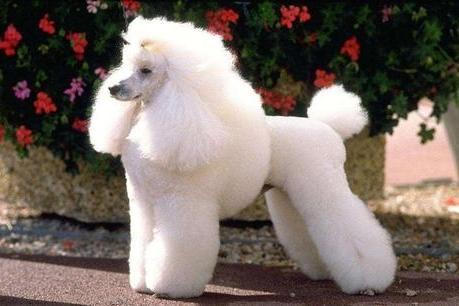 贵宾犬突然呕吐怎么办？不清楚原因的情况下送医院吧