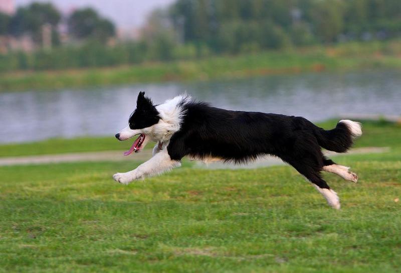 边牧把你当主人的表现?会有这几个特征